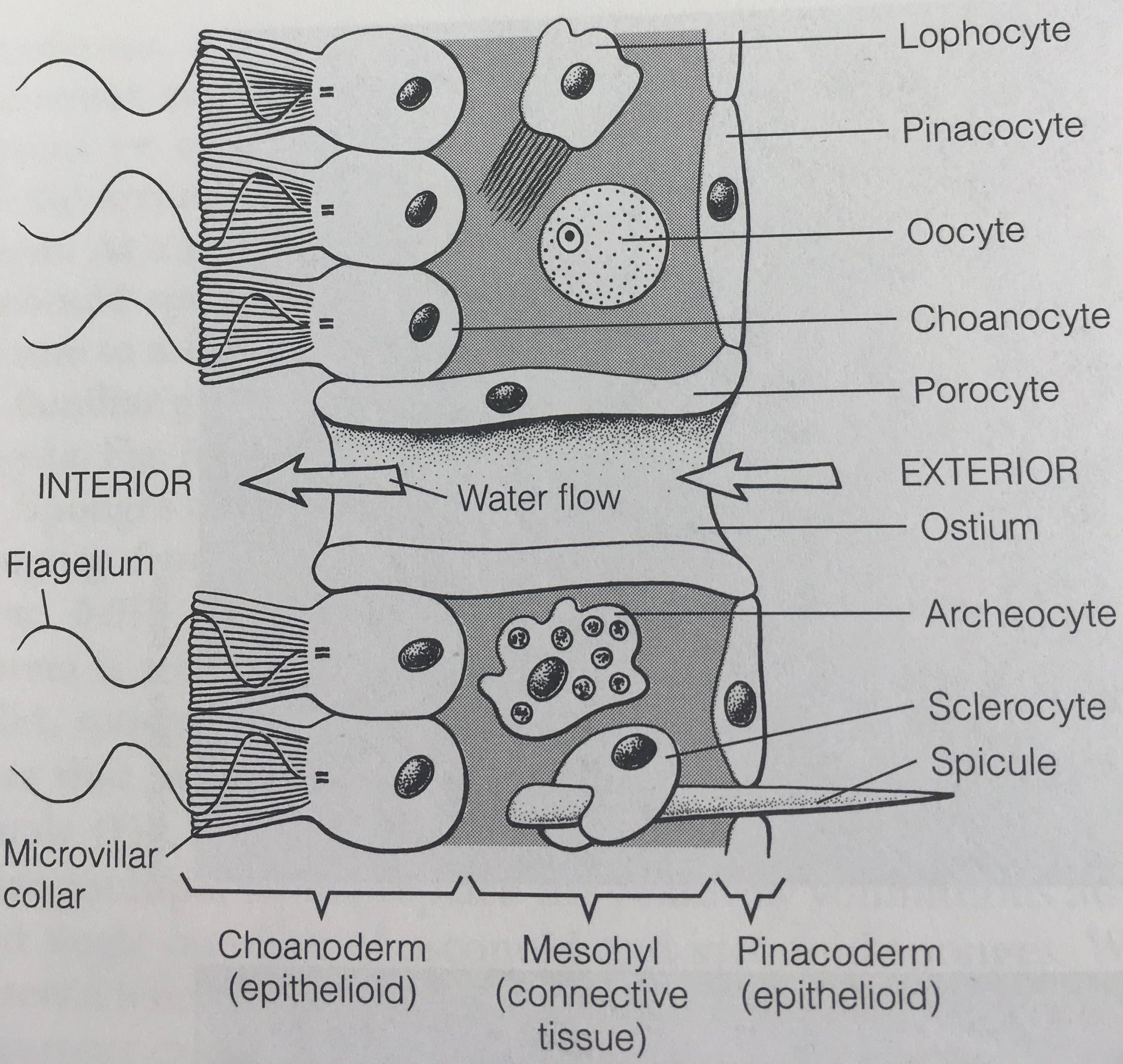 figure image